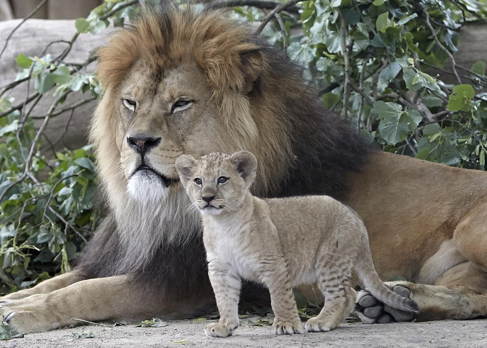 <p>A Barbary lion cub stands next to its father at the zoo in Neuwied, Germany, June 26, 2017. (Photo: Thomas Frey/AP) </p>