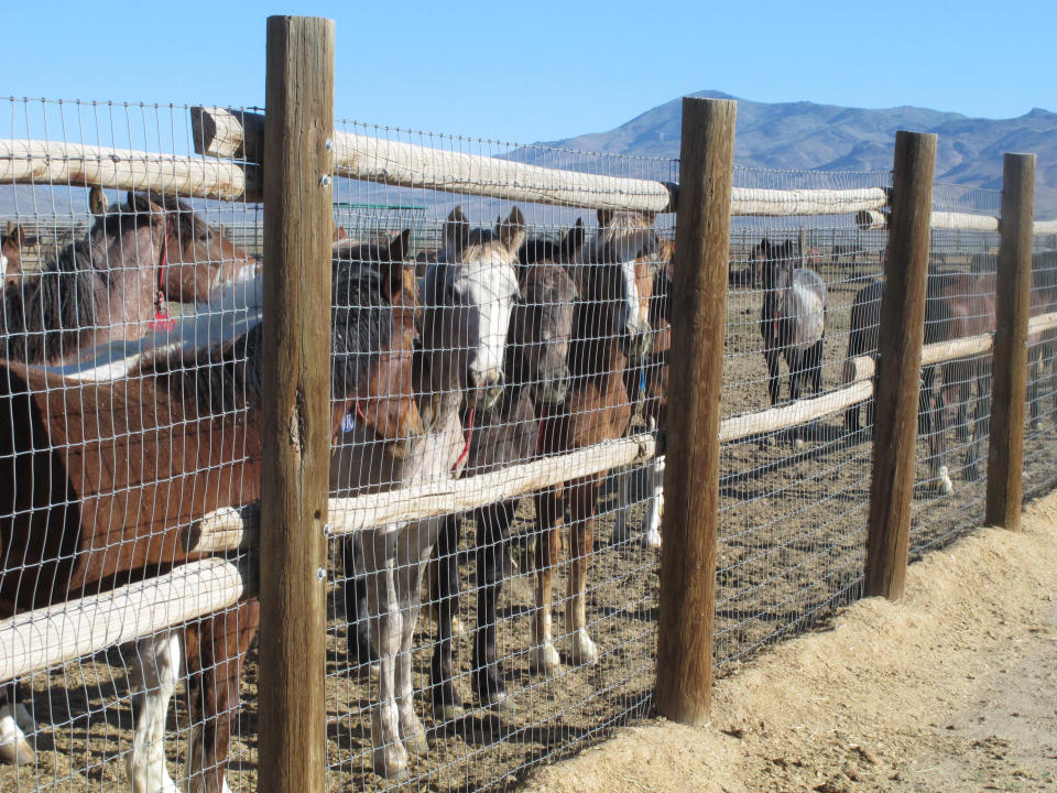 FILE - Horses stand behind a fence at the BLM Palomino Valley holding facility on June 5, 2013, in Palomino Valley, Nev. A federal judge is considering temporarily suspending the capture of wild horses in Nevada where their advocates say the federal government is “needlessly and recklessly” killing free-roaming mustangs in violation of U.S. laws. (AP Photo/Scott Sonner, File)