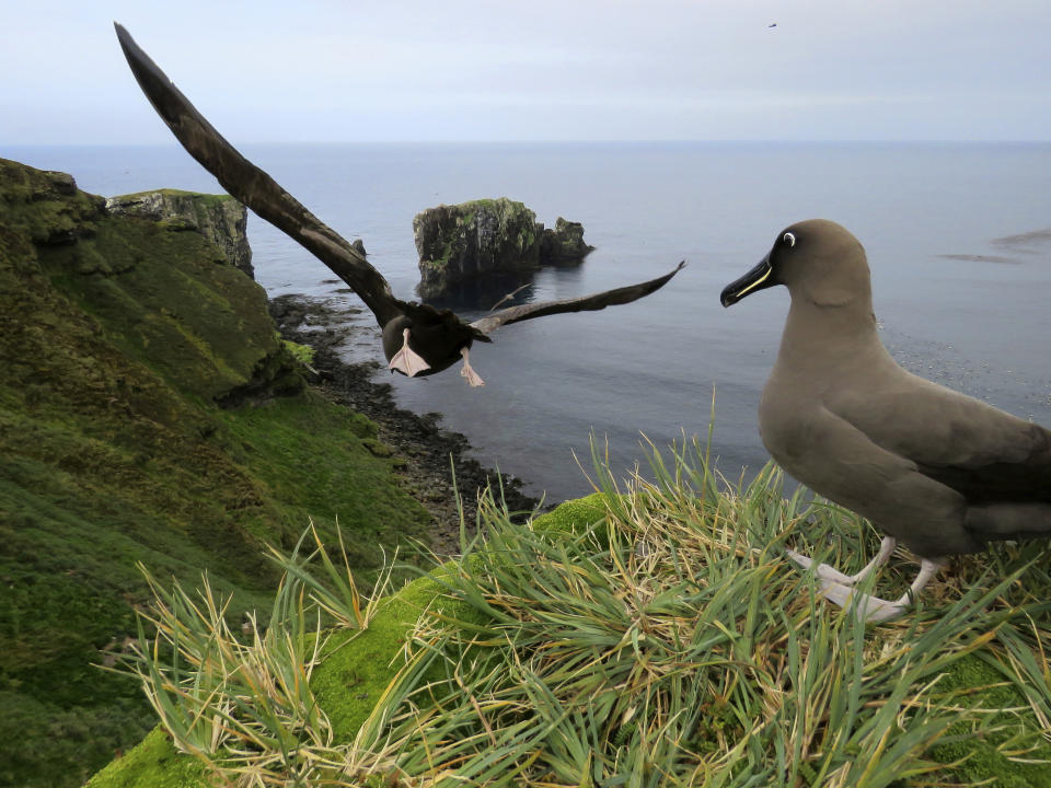 This undated photo shows sooty albatrosses on Marion Island, part of the Port Edwards Islands, a South African territory in the southern Indian Ocean near Antarctica. Mice that were brought by mistake to a remote island near Antarctica 200 years ago are breeding out of control because of climate change, eating seabirds and causing major harm in a special nature reserve with “unique biodiversity.” Now conservationists are planning a mass extermination using helicopters and hundreds of tons of rodent poison. (Stefan Schoombie via AP)