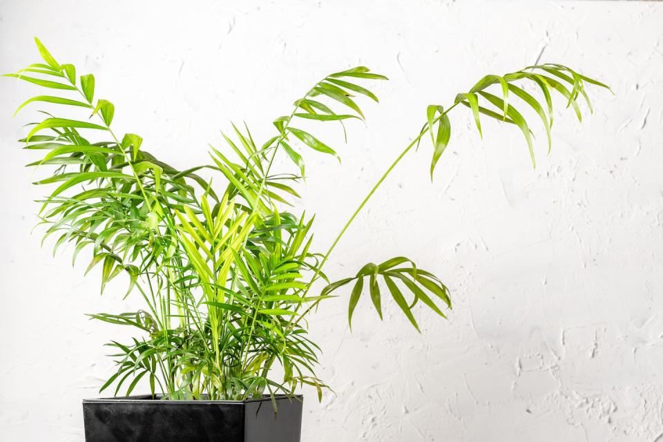 chamaedorea elegans or parlour palm house plant over white wall indoors