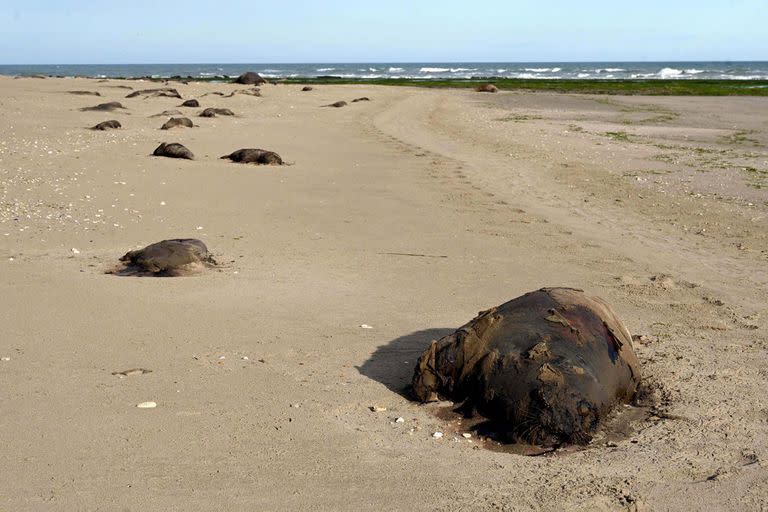 Por la gripe aviar se registraron más de 200 muertes de elefantes marinos en Chubut en los últimos 17 días
