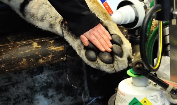 A veterinarian's hand looks puny next to Marty's paw.