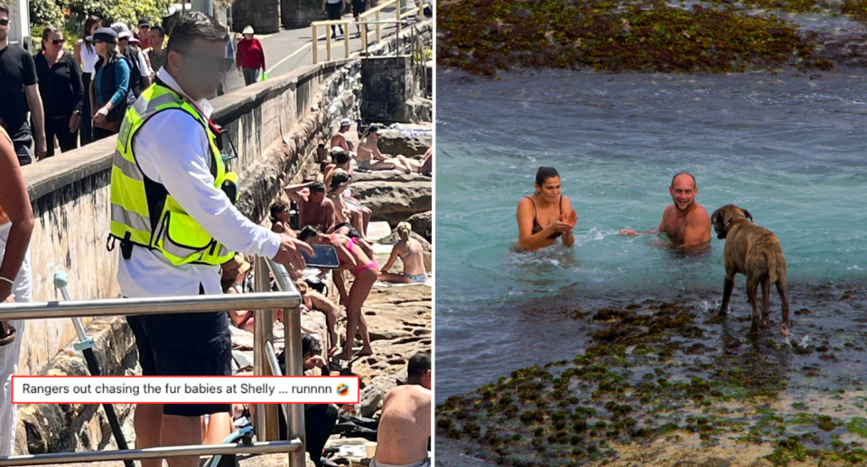 Two images. Left photo taken at Cabbage Tree Bay, Manly of ranger standing at the edge of the rocks at the beach looking for dogs. Right is of two people swimming in ocean water next to rocks while their dog looks at them, standing on the rocks.