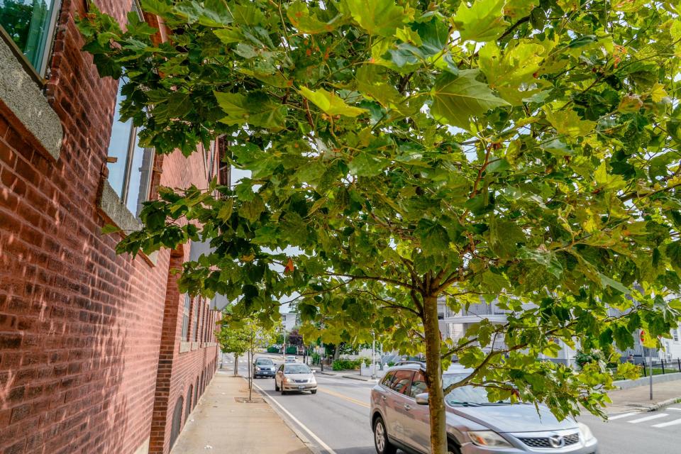 Recently planted trees on Bayley Street in Pawtucket. Trees4Us aimed to put their environmental philosophy into practice by planting new trees in the places that needed them most.