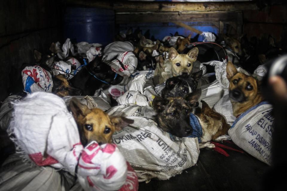 Indonesia Dog Meat Truck Interception