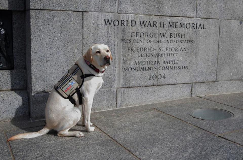 Sully, George H. W. Bush's former service dog | Sully HW Bush/Instagram