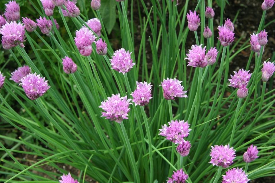 Wild chives growing outdoors with pink flowers blooming from them. 