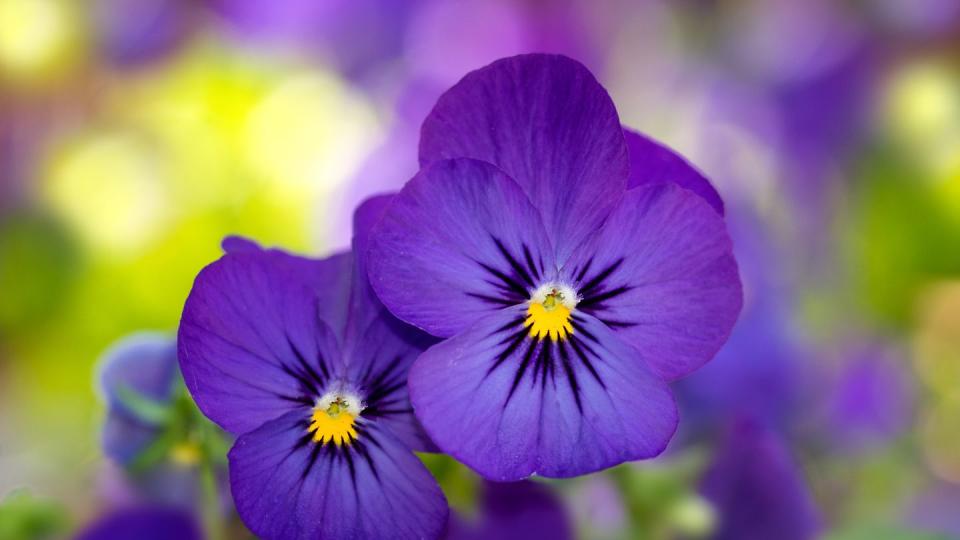 violas