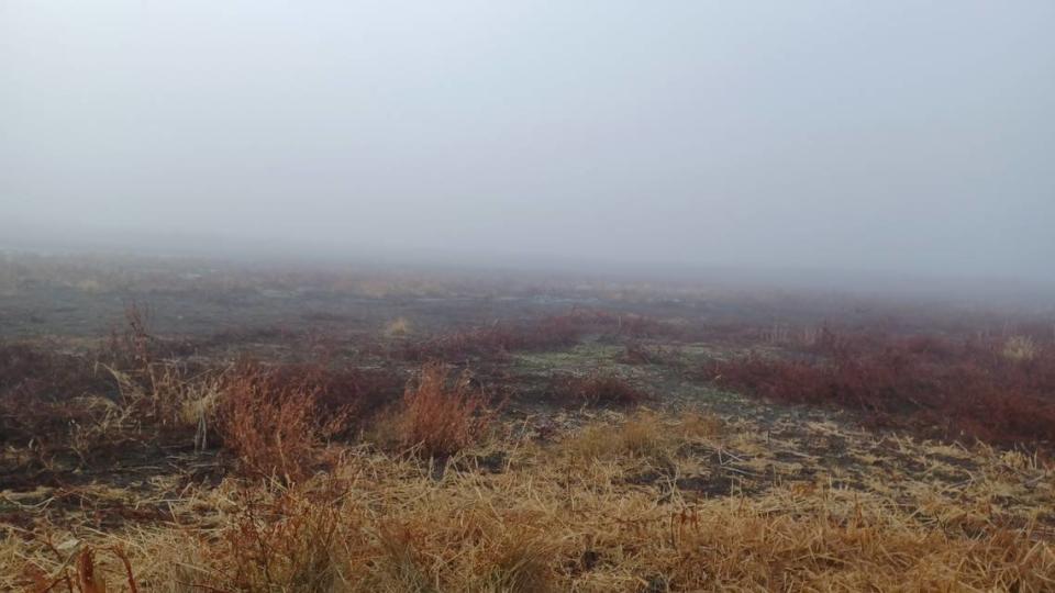 Dense fog this week made for good duck hunting, as green-winged teal zipped in and out of sight. 
