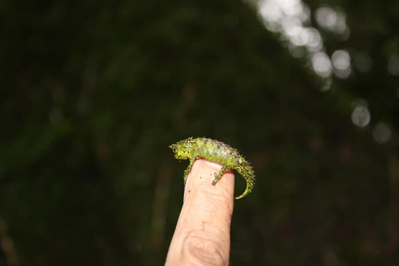 A Fito leaf chameleon, one of many species found exclusively on the island of Madagascar.