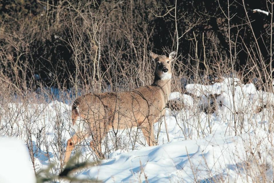 An antlerless deer walks through snow in northern Wisconsin.