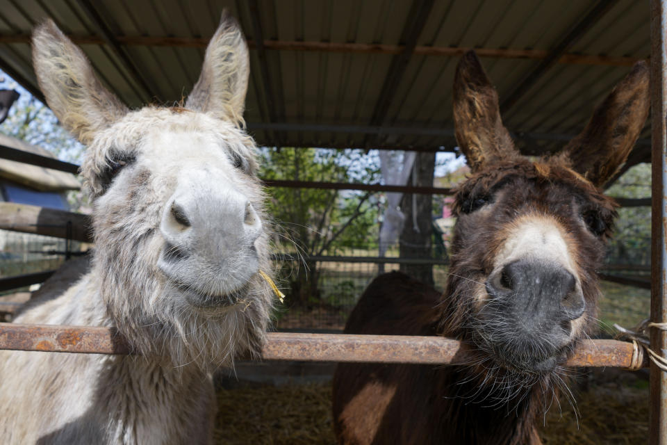 Two donkeys peer out through the bars of cage in the Old Hill, sanctuary for horses in the town of Lapovo, in central Serbia, Wednesday, April 3, 2024. Zeljko Ilicic, 43-year-old Serbian man has set up the only sanctuary for horses in the Balkan country, providing shelter and care for dozens of animals for nearly a decade. Around 80 horses have passed through Ilicic's Staro Brdo, or Old Hill, sanctuary since it opened in 2015. (AP Photo/Darko Vojinovic)