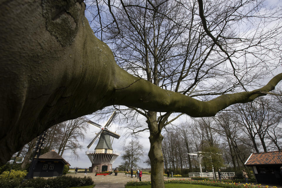 Far fewer visitors than normal are seen at the world-famous Keukenhof garden in Lisse, Netherlands, Friday, April 9, 2021. Finally, after month after bleak month of lockdown, there are springtime shoots of hope emerging for a relaxation of coronavirus restrictions at a Dutch flower garden and other public venues. Keukenhof nestled in the pancake flat bulb fields between Amsterdam and The Hague opened its gates Friday to a lucky 5,000 people who were allowed in only if they could show proof on a smartphone app that they had just tested negative for COVID-19. (AP Photo/Peter Dejong)