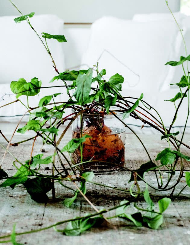 La patate douce (Ipomoea batatas) embellit l'intérieur avec ses multiples tiges. (Photo: Tiphaine Germain-Lacour/ Solar Editions)