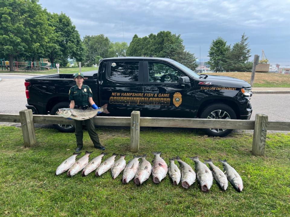 New Hampshire Fish and Game’s Law Enforcement Division and Operation Game Thief announced that an angler from Massachusetts has been fined for allegedly attempting to keep 14 oversized striped bass caught off the coasts of New Castle and Rye so he could sell them in Massachusetts.