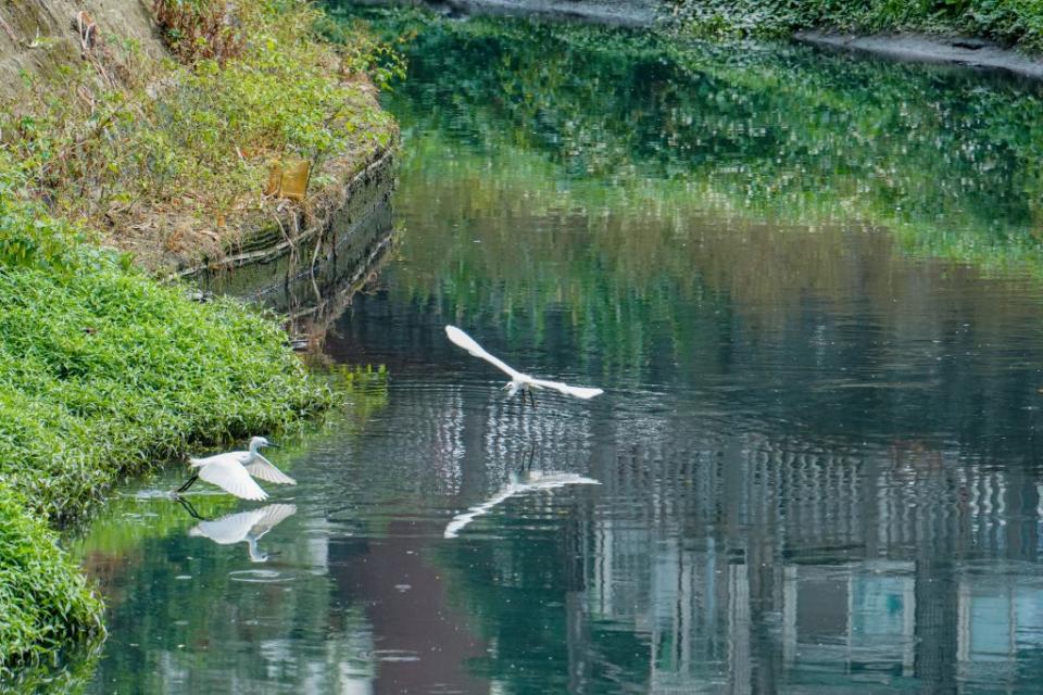 河岸旁可近距離觀賞白鷺鷥棲息與覓食，體驗河道生態復育之美。（新北市水利局提供）
