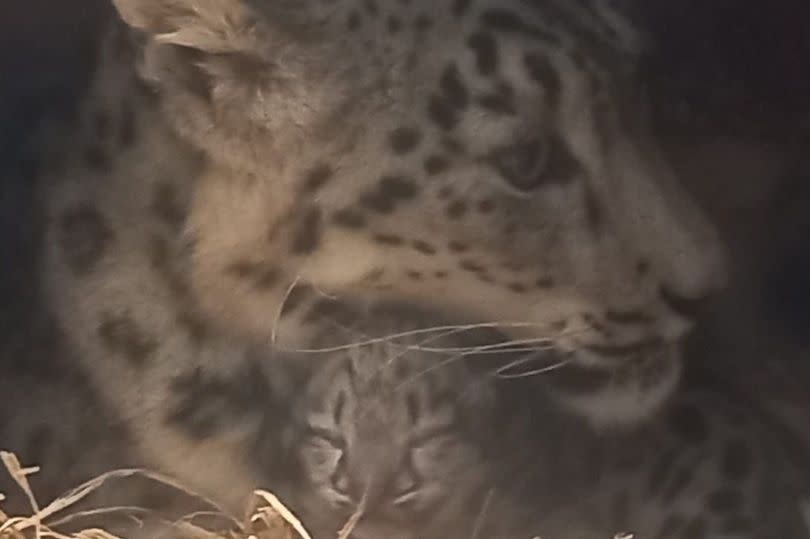 snow leopard and cub in captivity