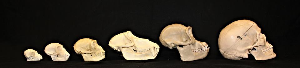 Left to right: skulls of an adult male lemur (Lemur catta), vervet monkey (Chlorocebus pygerythrus), gibbon (Hylobates lar), baboon (Papio hamadrayas), chimpanzee (Pan troglodytes), and human (Homo sapiens).  - Credit: Skull collection: Center for the Study of Human Origins (CSHO). Credit: Megan Petersdorf