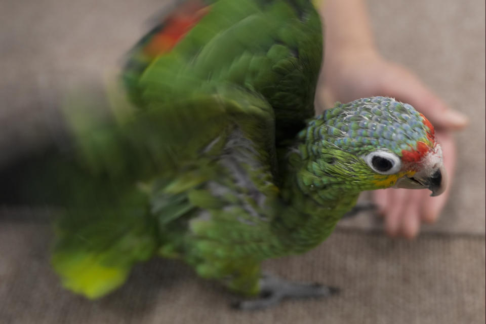 Una cría de amazonas frentirroja practica a aletear antes de aprender a volar en un recinto en en la Fundación de Conservación de Especies Raras en Loxahatchee, Florida, el viernes del 19 de mayo de 2023, casi dos meses después de que un contrabandista fuera detenido, según documentos judiciales, con 29 huevos de loro en el Aeropuerto Internacional de Miami a finales de marzo, cuando los pollos empezaron a salir del cascarón. (AP Foto/Rebecca Blackwell)