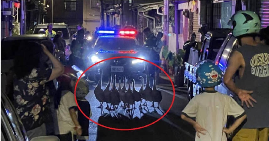 台中市大里區仁美路驚見13隻白鵝大出逃，罕見一慕吸引民眾駐足圍觀。（圖／翻攝自記者爆料網）