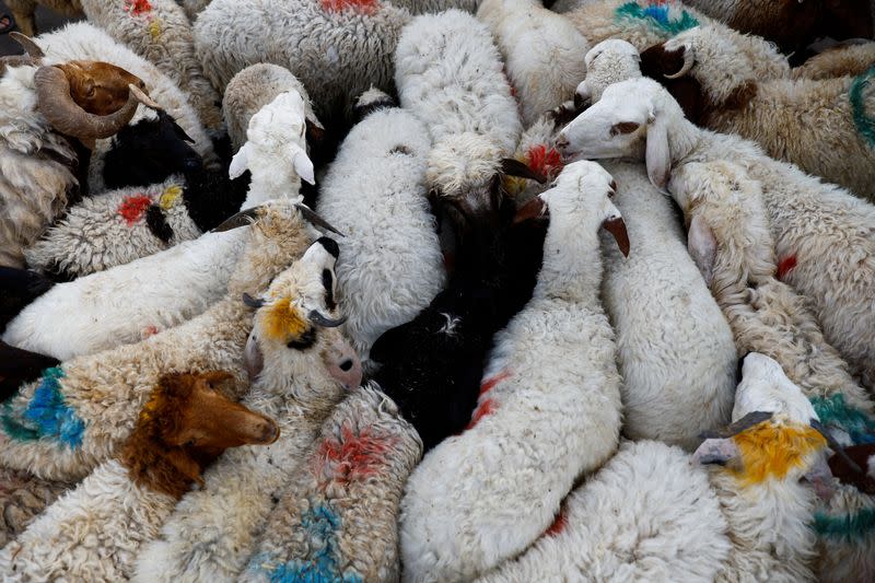 Sacrificial animals are displayed at a livestock market ahead of the Eid al-Adha festival, in Baghdad