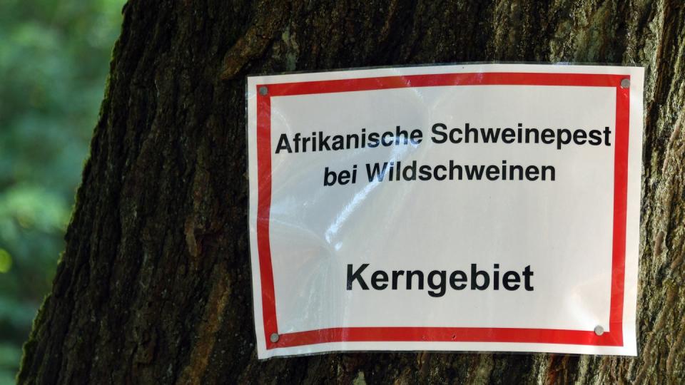 In Brandenburg gibt es mittlerweile 20 bestätigte Fälle der Afrikanischen Schweinepest.