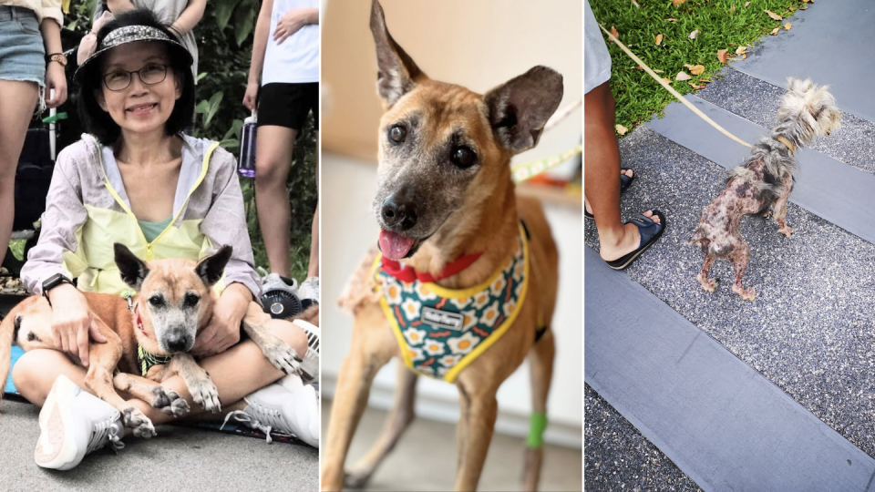 Tan Sei Ho with her 17-year-old foster dog Caddy (left and center) and foster dog Timmy, who suffers from heart and kidney failure (Photo: Tan Sei Ho, Eileen To)