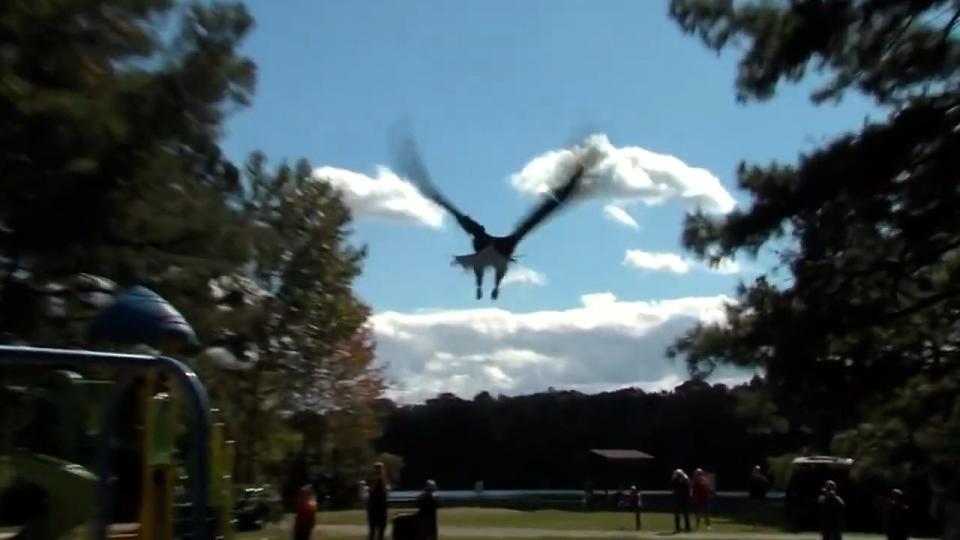 A bald eagle that was rescued by the Wildlife Center of Virginia takes flight on Oct. 18, 2023, at the Oak Grove Lake Park after a year of receiving treatments and care.