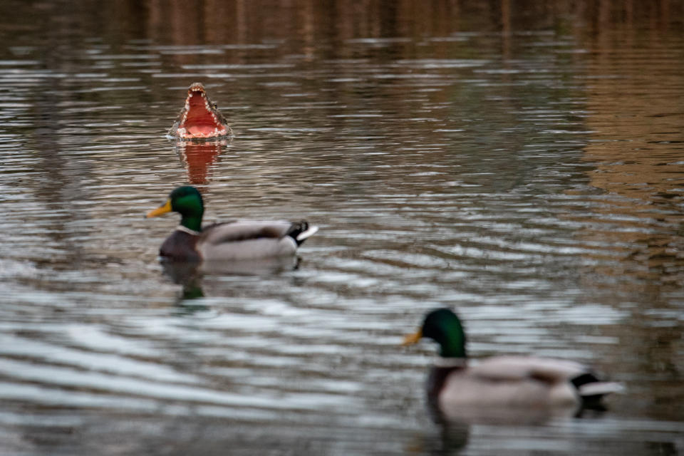 A village has been left bemused over rogue wildlife in the local pond following the mysterious appearance of an alligator. The miniature 'predator' has been floating in the water in Barton, Cambs., since just before Christmas, with its jaws gaping wide and its 'fierce' pointy teeth bared. But the tiny alligator certainly hasn't fazed the other wildlife that frequents the pond - and has become the talking point of the residents of Barton, which has a population of just 850 people.