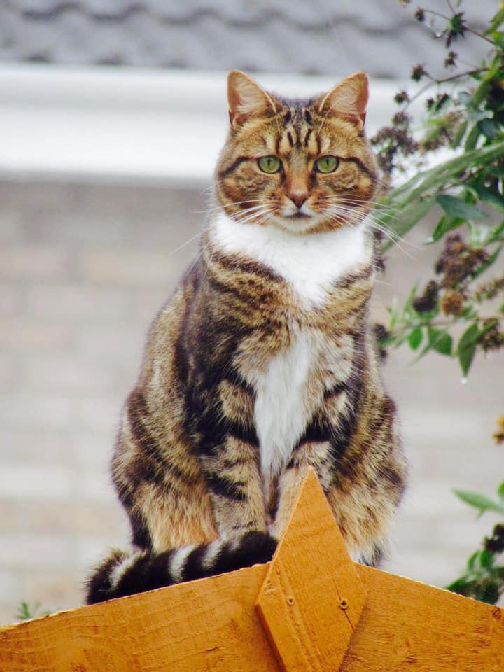 Gazette: Camera ready - Tiger the cat