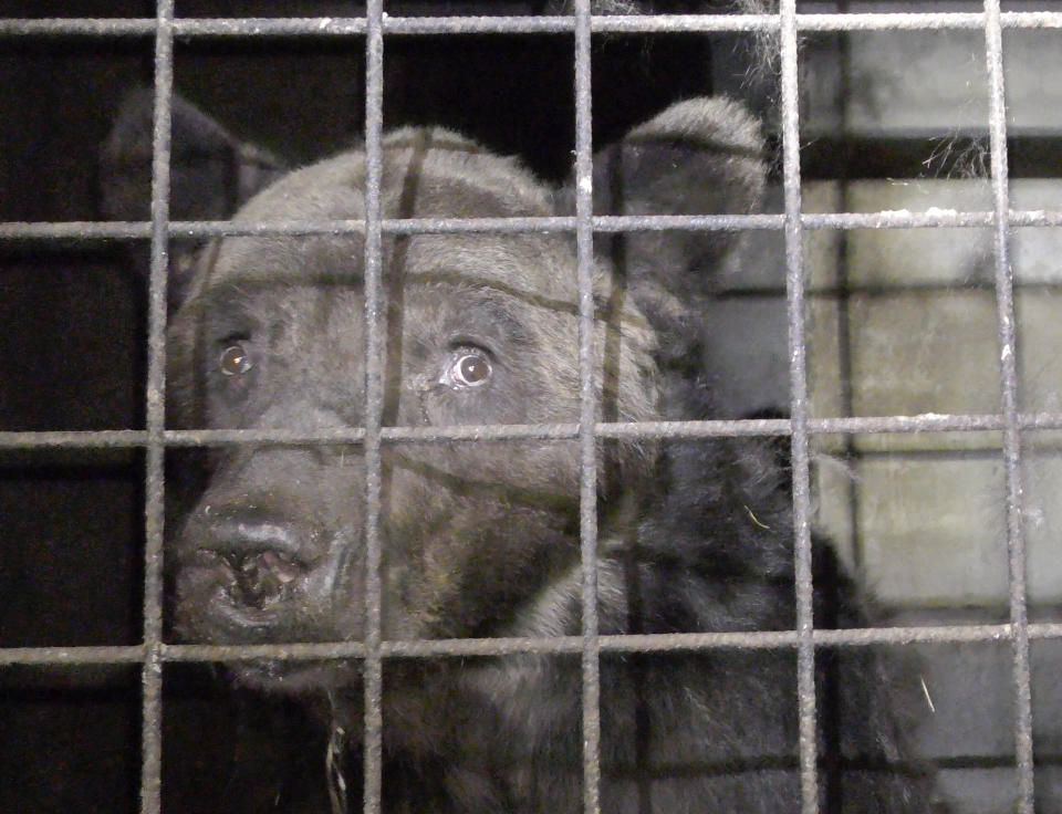 This photo provided Friday Sept.13, 2019 by animal protection group One Voice shows bear Mischa in its cage in Chauvigny-du-Perche, France on Sept.3; 2019. French authorities issued a definitive ban on making a bear appearing in any public show following sanitary controls showing the animal suffers from diseases and bad conditions of captivity. Animal protection groups recently called for attention to the situation of the bear, named Mischa, which was taking part in shows across France. (One Voice via AP)