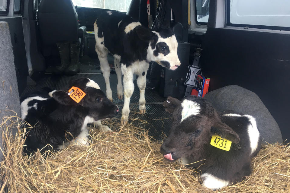 Reckless driving steered three calves to a new life