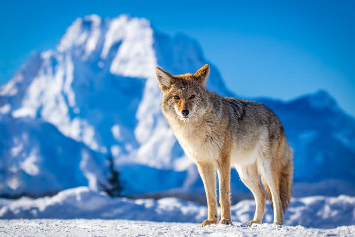 A coyote's orange fur contrasts beautifully on a bluebird day, against the backdrop of snow-covered Mt. Moran in Grand Teton National Park.