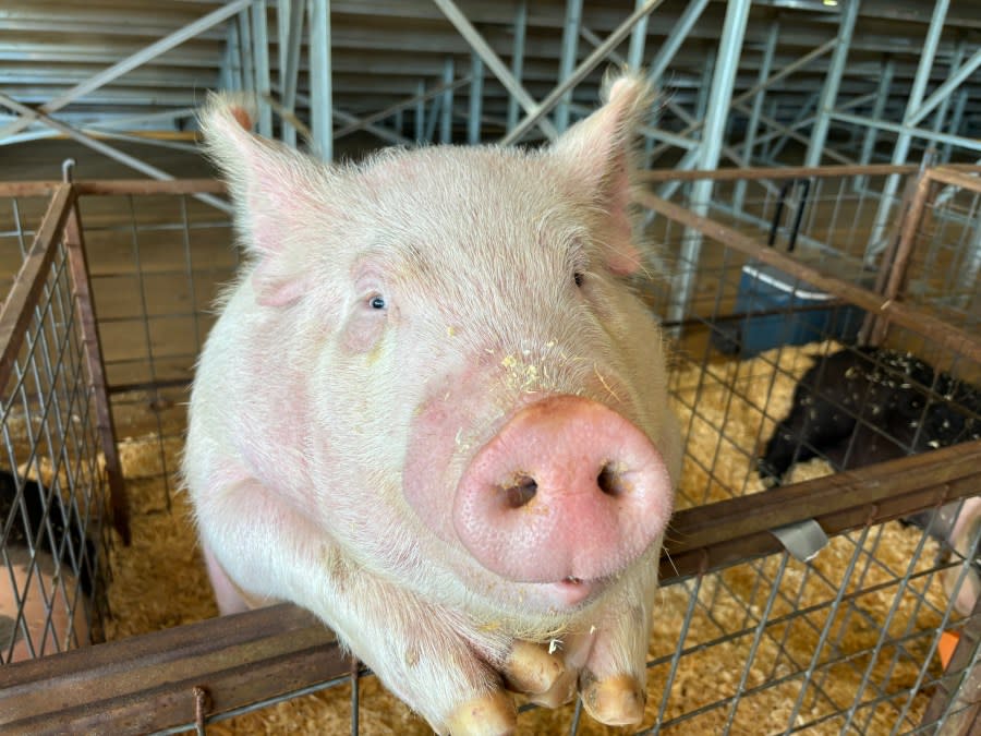 A interested pig sticks arms and head over the fence at the 48th annual Smith County Junior Livestock Show. 