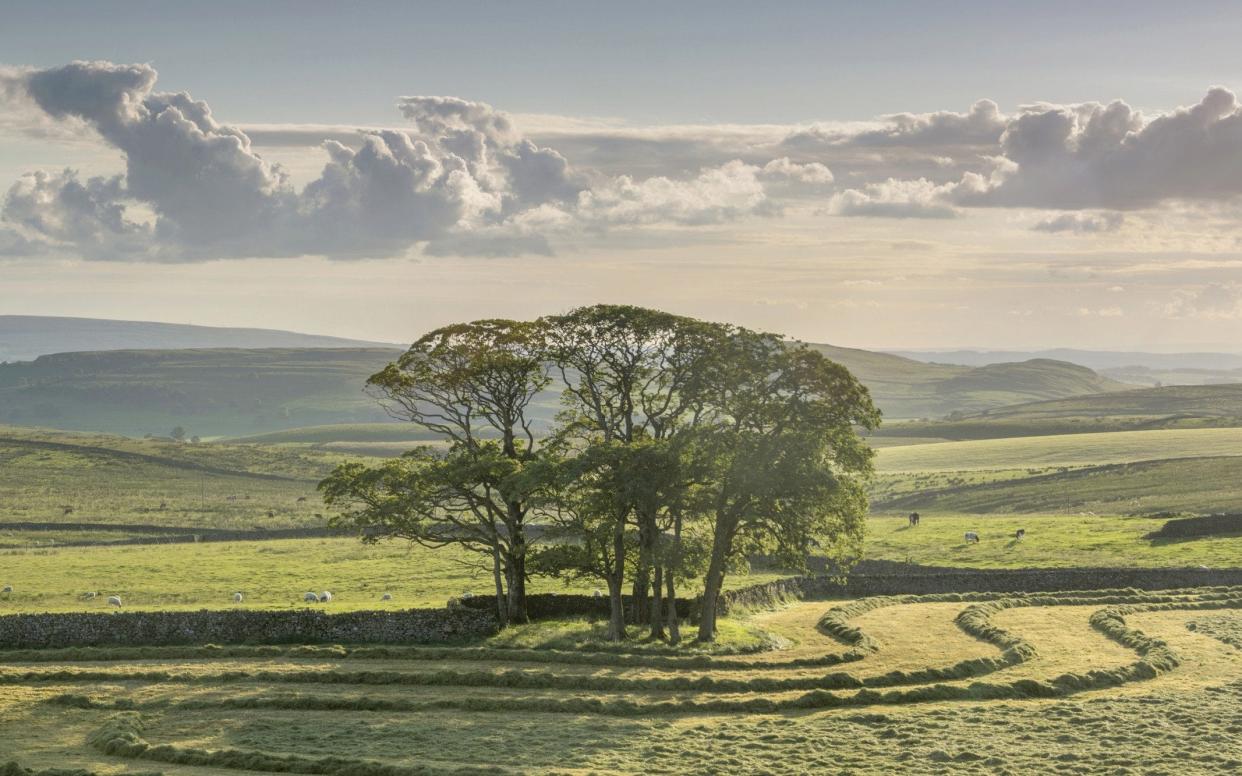 We've compiled a list of the best British trees you should plant in your garden - Moment Open