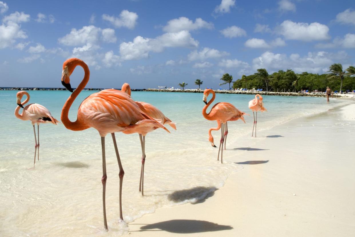 flamingos on the beach