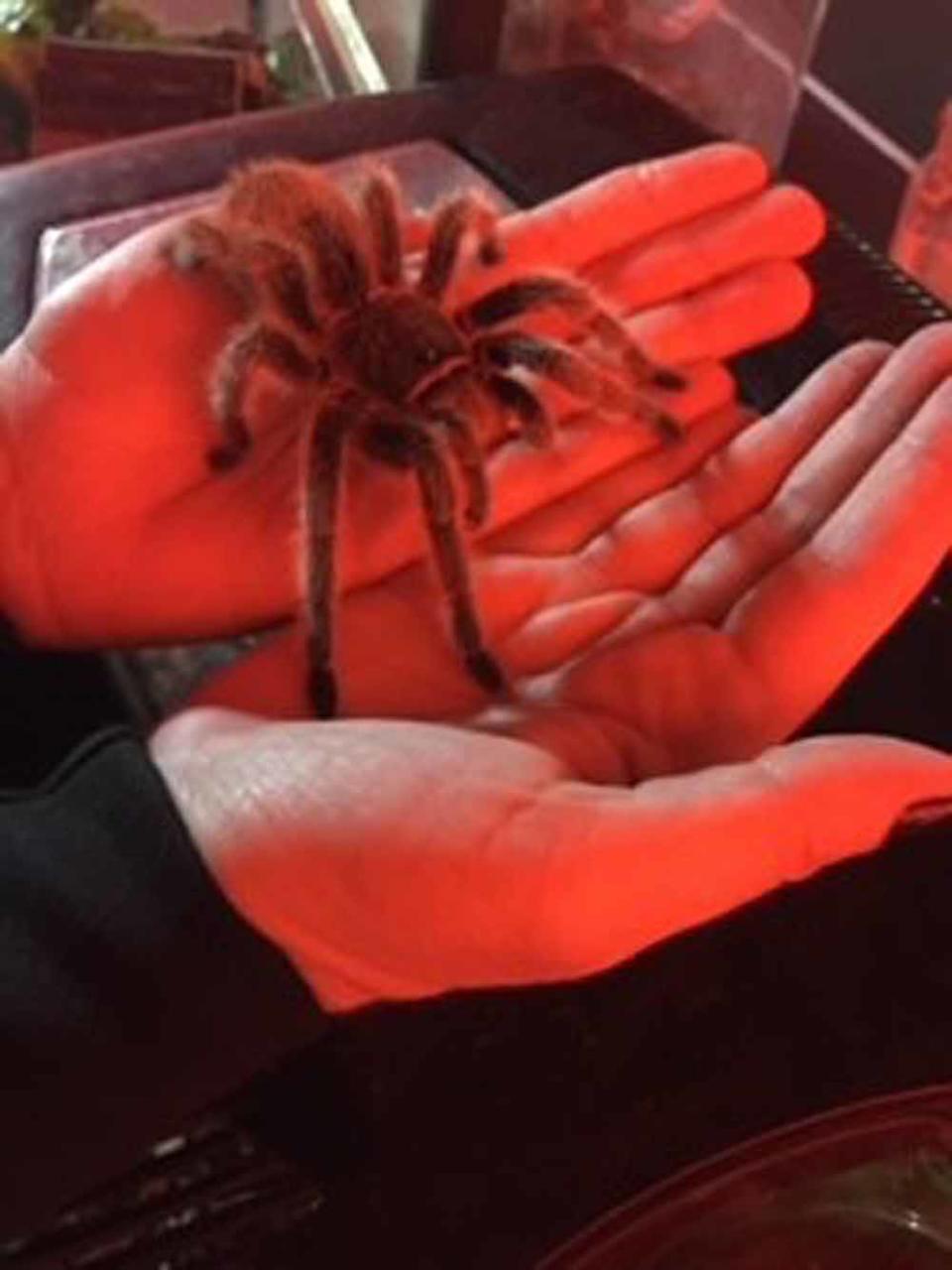 Claire at HorrorCon holding a spider for the very first time (Collect/PA Real Life)