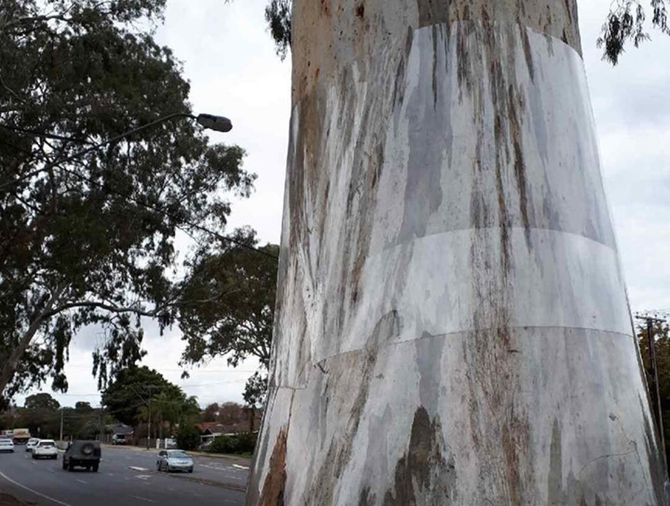 A tree which has had a band removed from a tree in Adelaide. Koala Rescue - Adelaide Hills is concerned people banding trees aren't looking for koalas adding they can't climb down them.