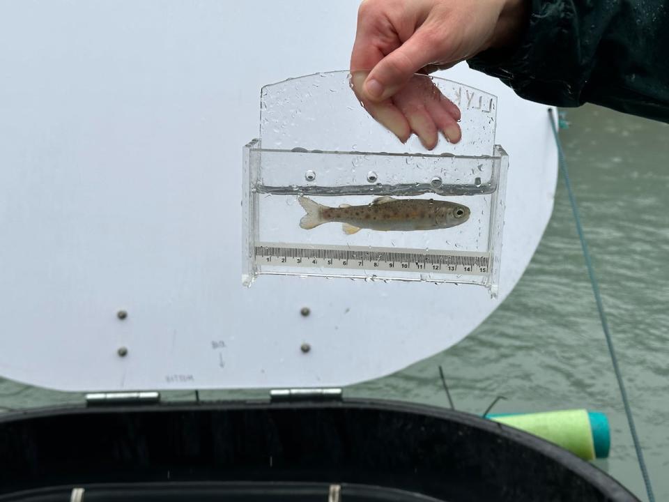 Parks Canada monitors healthy, juvenile rainbow trout in the Kootenay River.