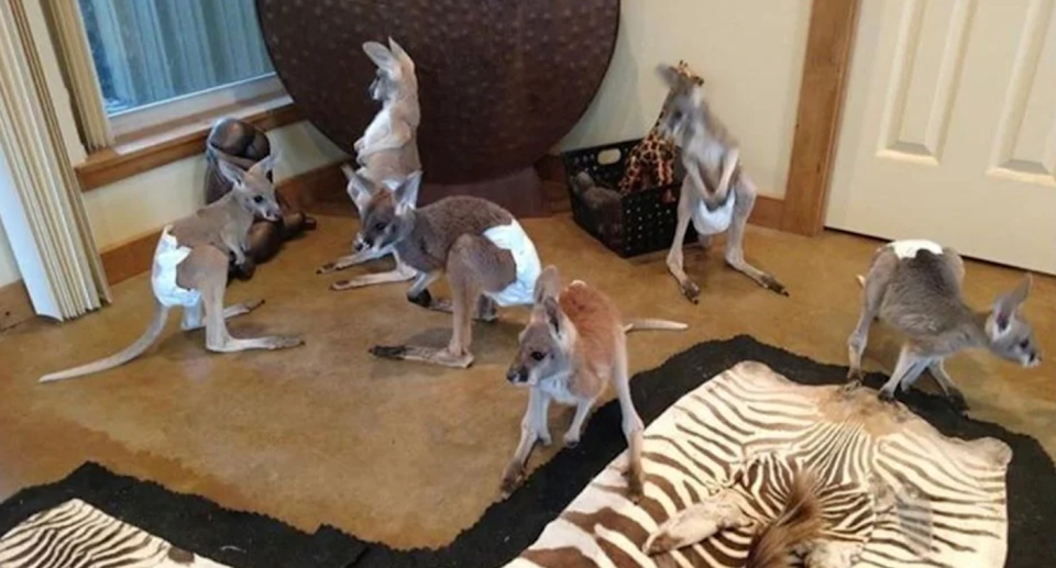 Kangaroos have been commercially bred in the United States (pictured), keeping them as pets is uncommon in Australia. Source: Facebook