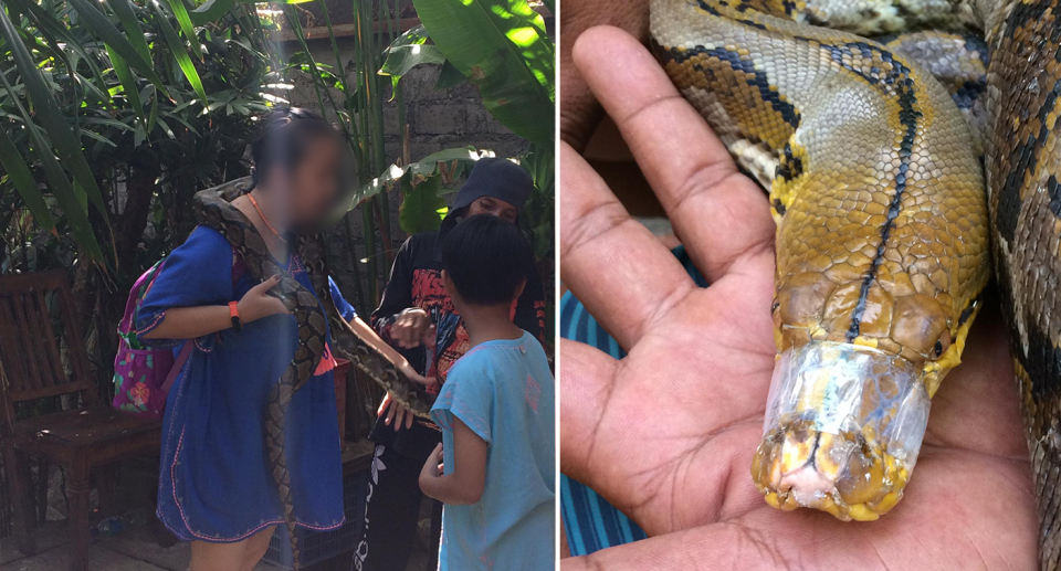 Split screen. Tourists posing with a large python. A yellow snake with its mouth taped shut.