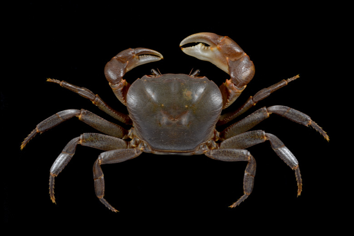 The shape of the mouth and ridges on the carapace, or body, of the crab set it apart from other species, researchers said. Jose Christopher Escano Mendoza