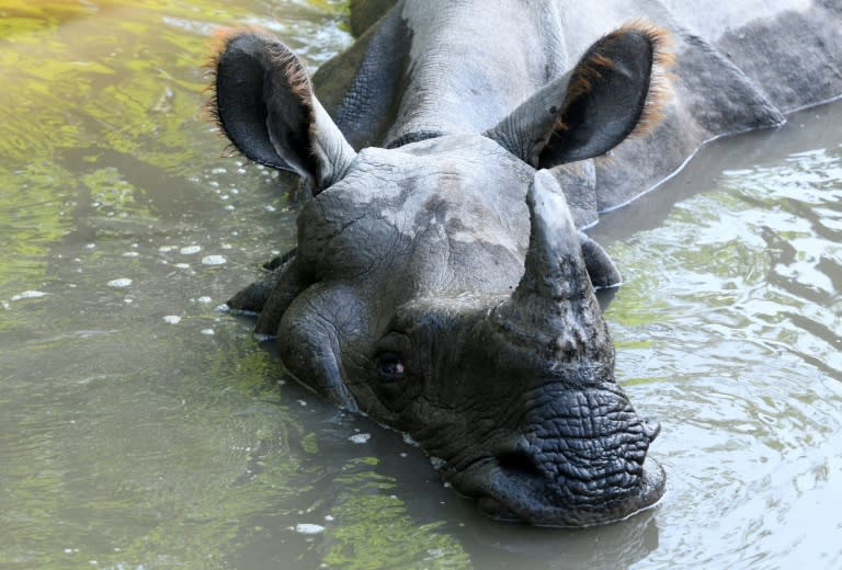 A one-horned rhinoceros cools down in Bardiya National Park. Conservationists have condemned new regulations in Nepal allowing hydropower and hotel projects in nature reserves (PRAKASH MATHEMA)