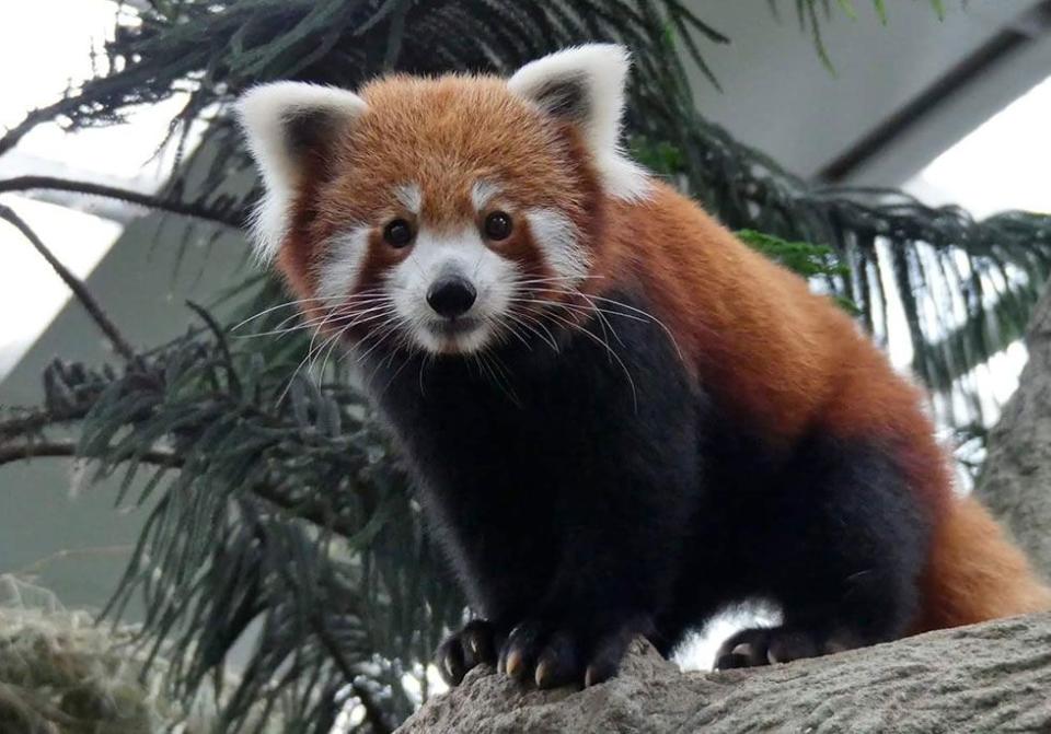 Red Panda