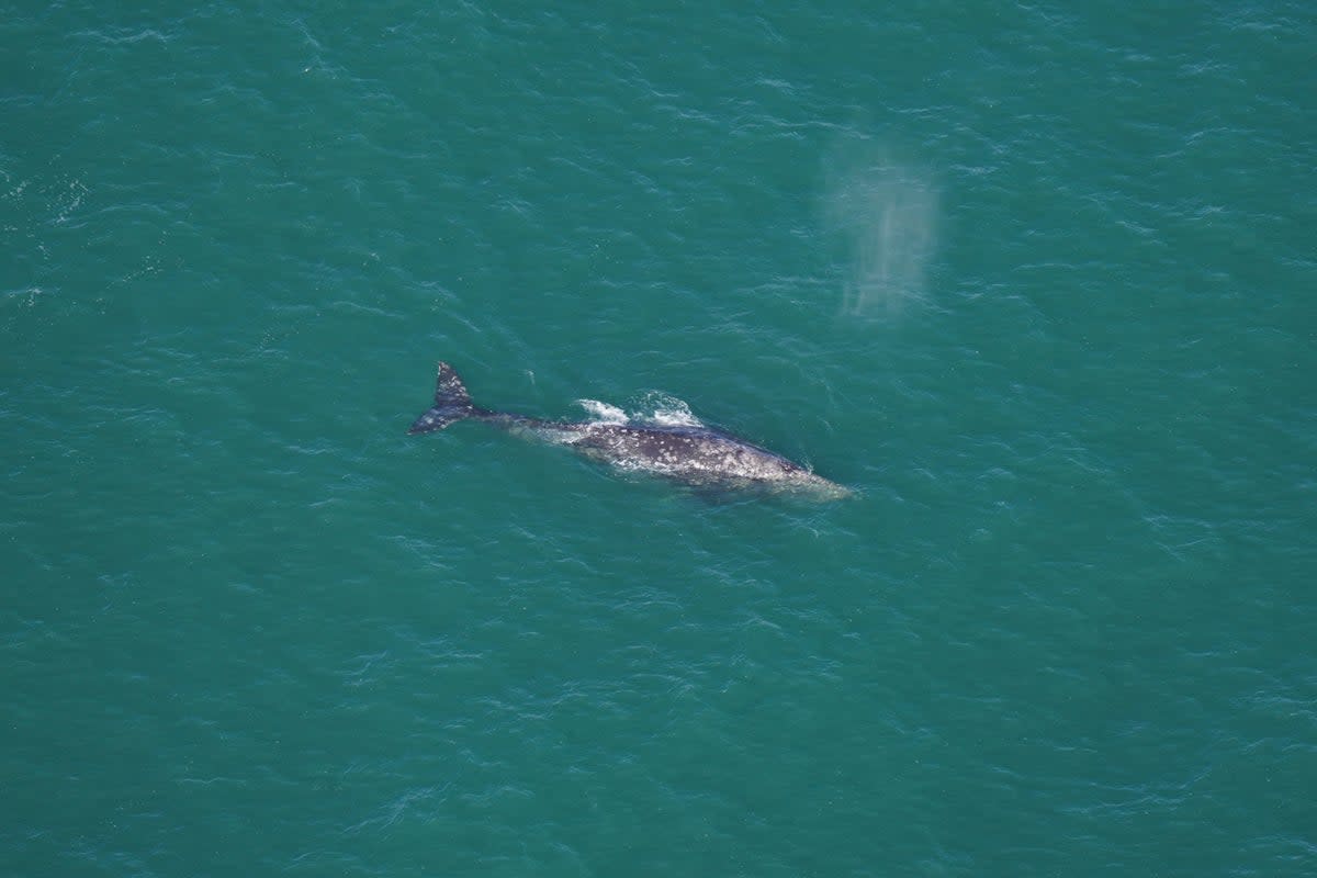 A rare grey whale seen off the Nantucket, Maine coast on 1 March 2024 (New England Aquarium)