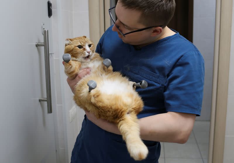 Veterinarian Sergei Gorshkov holds his patient Ryzhik the cat, who lost all four paws and got 3D-printed titanium prosthetics in 2019, at the veterinarian clinic in Novosibirsk