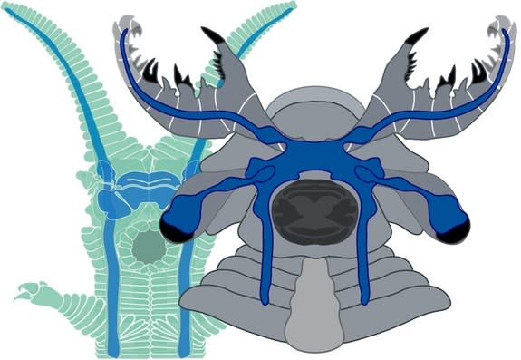A newly discovered species of Cambrian creature, dubbed <i>Lyrarapax unguispinus</i> (on right), shows some similarities in its nervous system to a modern-day group known as velvet worms (shown on left). In both, nerves from the frontal appenda