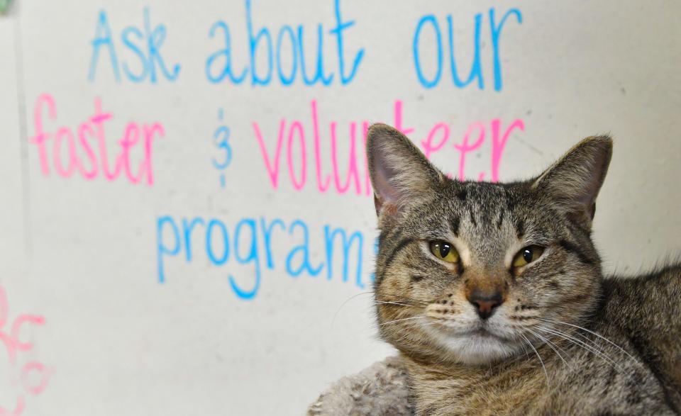 Amaretto reminding everyone that there is a foster and volunteer program during the Betty White Challenge.