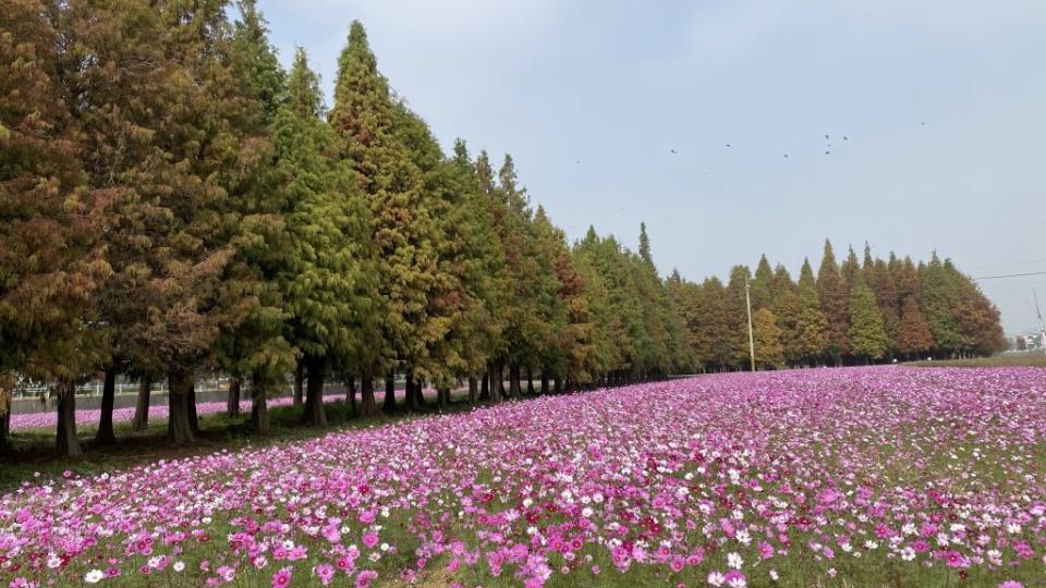 幾波的低溫，讓六甲落羽松林漸漸轉紅，而波斯菊花海盛開，讓人目不暇給。(記者盧萍珊攝)