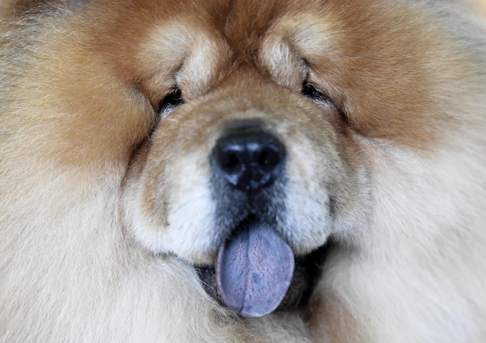 Danny the Chow poses for a photo during the 143rd Westminster Kennel Club Dog Show at Piers 92/94 on Feb. 11, 2019 in New York City. (Photo: Sarah Stier/Getty Images)